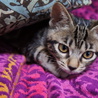アメショー柄美猫アンちゃん（早期避妊手術済み） サムネイル5