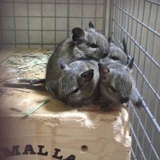 ７月６日生まれのデグー