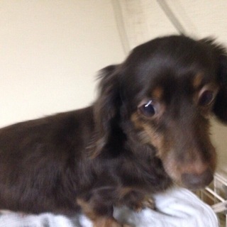 ダックスの8歳、女の子、チョコタン里親募集中‼️