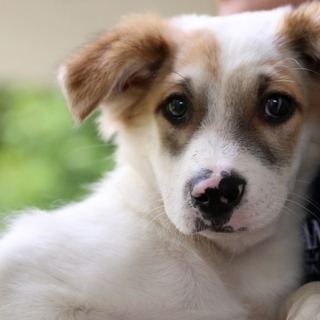 中型MIXの男の子