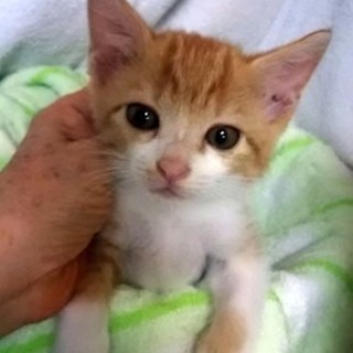 猫会＊トイレしつけ済＊1.5ヶ月ほんわか美人猫