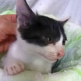 猫会＊白黒の元気な1.5ヶ月の男の子