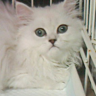 ペルシャミックスのキャンディーちゃん。