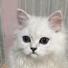 ペルシャミックスのキャンディーちゃん。 サムネイル2