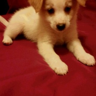 ようやく生後10週目　すくすく育っています！