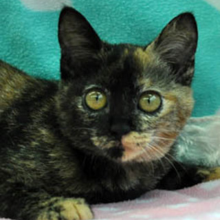 ふかふか子猫★サビーちゃん！