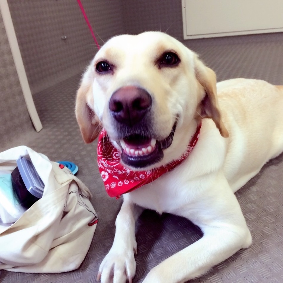 クリのカバー写真