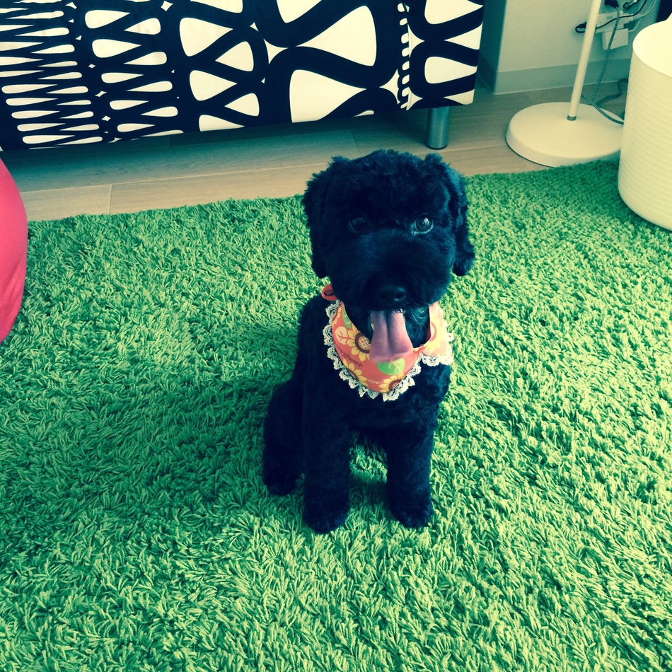 Kikiのカバー写真