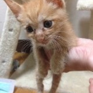 茶トラの男の子