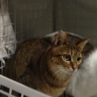 行き場のない“つぅちゃん”10ヶ月