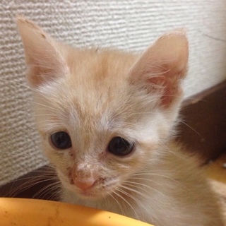 クリーム色の男の子