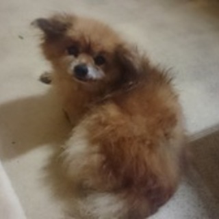 里親様に譲渡されました。有り難うございます。