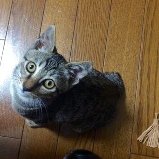 【飼い主募集】しっぽのない子猫(生後2か月、オス)