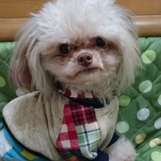 チワプー君里親様募集