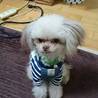 チワプー君里親様募集 サムネイル2