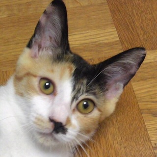 乙姫さまという名の三毛子猫