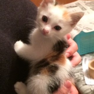 2ヶ月三毛の女の子