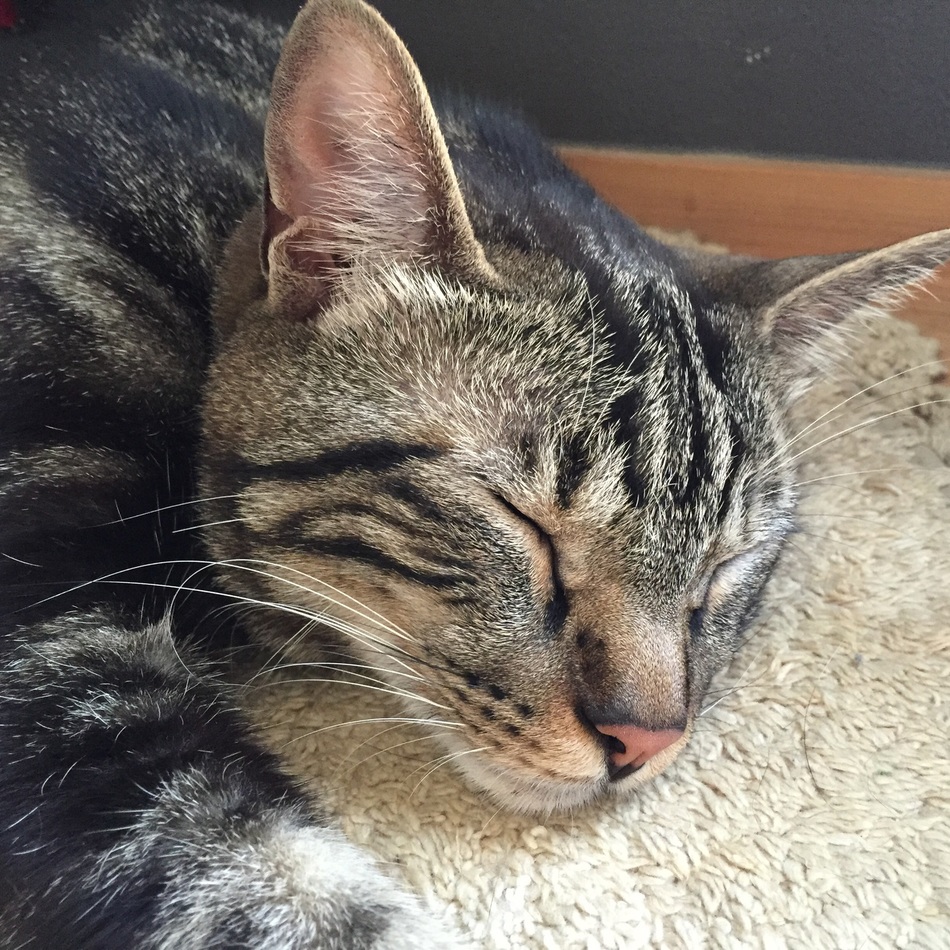 さんごのカバー写真