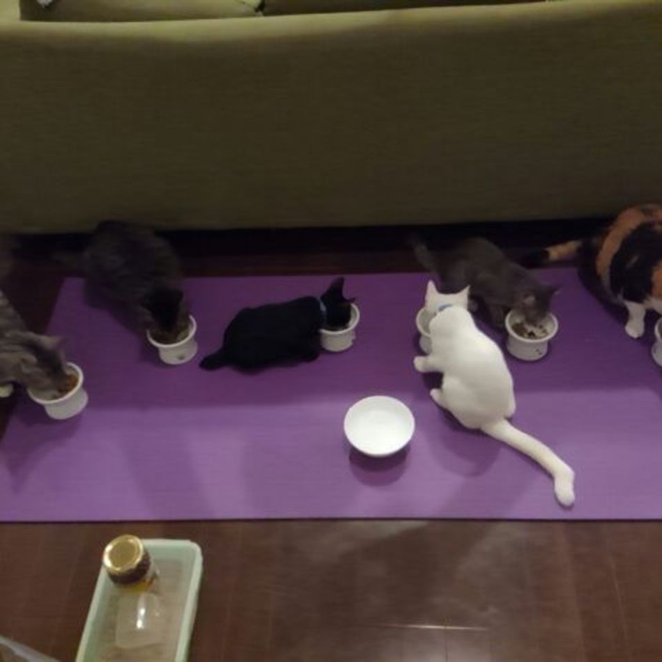 かえでのカバー写真