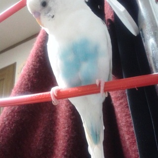 セキセイインコ♂おしゃべり◯