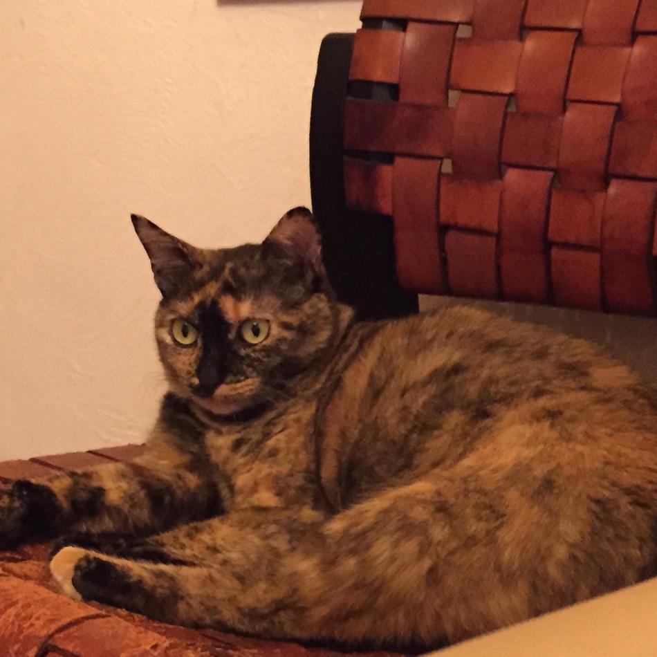 きゃりこのカバー写真