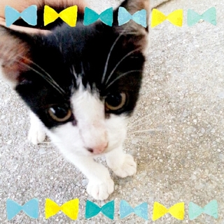 犬とも仲良しハチワレ子猫☆生まれて3ヶ月半？☆