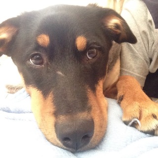 家族が出来たよ♡