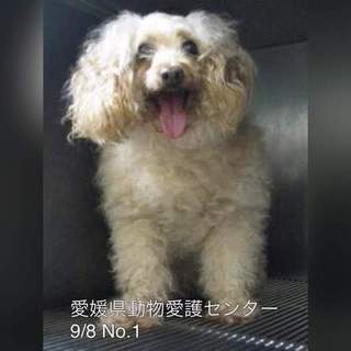 無事に飼い主さんに返還されました!!