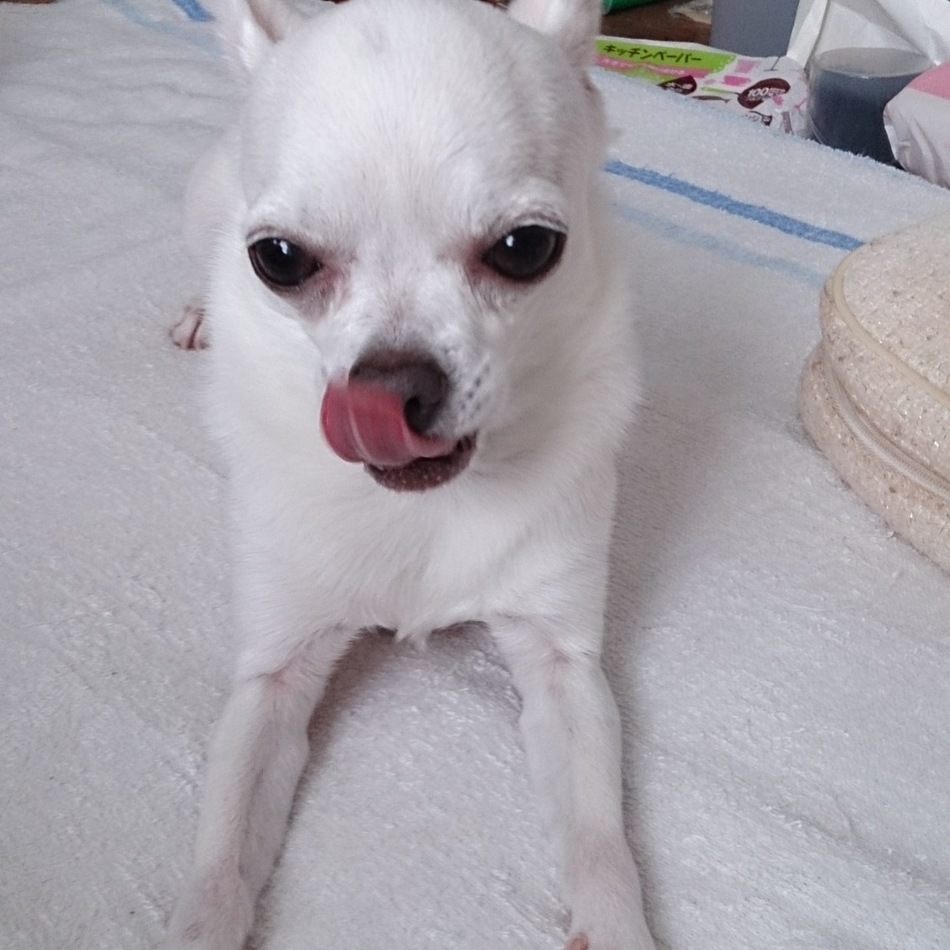 植田 シロのカバー写真