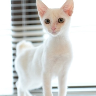 白猫　宗介くん　里親募集～