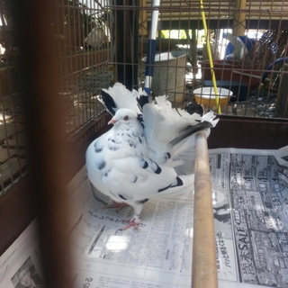 観賞ハト、ファンテール♂の里親募集