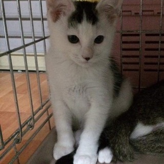 ほのぼの　前髪がかわいい　ぼっちゃん