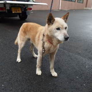 飼い主に返還になりました。有り難うございました。