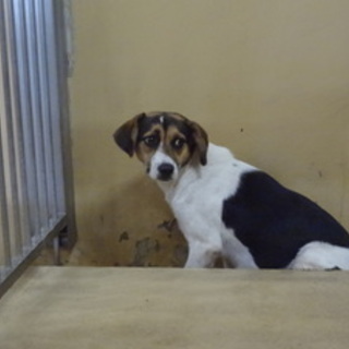 間もなく処分。助けて下さい