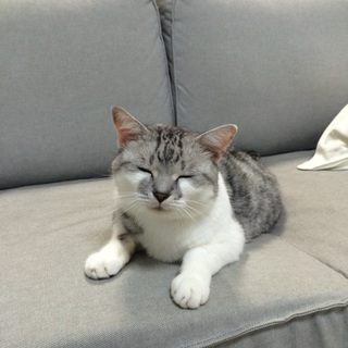 ユキ！人懐っこくて大人しくて可愛いです！