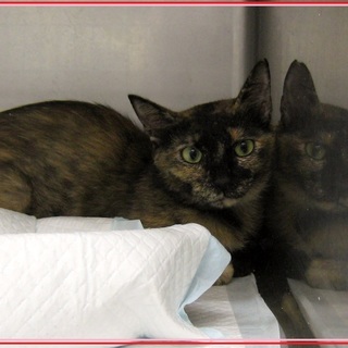 ★優しく賢いサビママ★