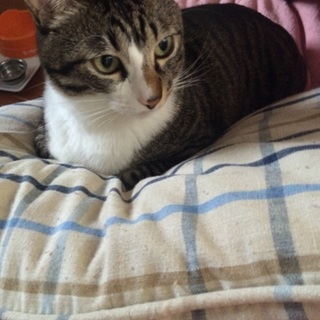 名前は「ドラ」です。ヤンチャ&甘えん坊です！