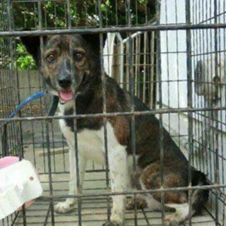 この子の命を救ってください。