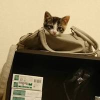 ツナ