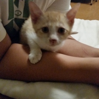 人懐っこさ１３０％の子猫ちゃん