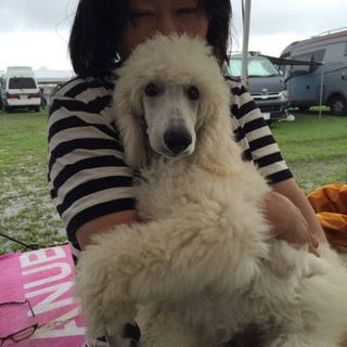 高貴な顔立ち！ ホワイトスタンダードプードル