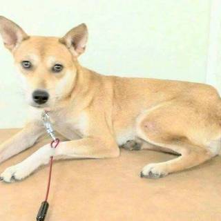 この子の里親になりませんか！