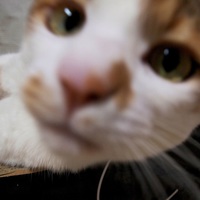 ねね