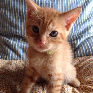 マイペースな茶トラくん