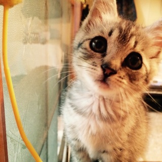 甘えん坊でかわいい子猫♀