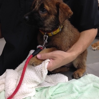 おなか撫でてほしい・・とものりくん！