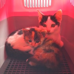 「みんなの癒し」サムネイル2