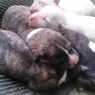 ありがとうございました