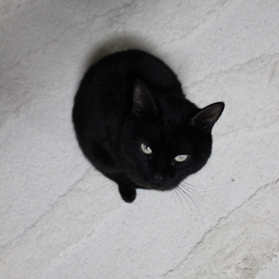 クロのカバー写真