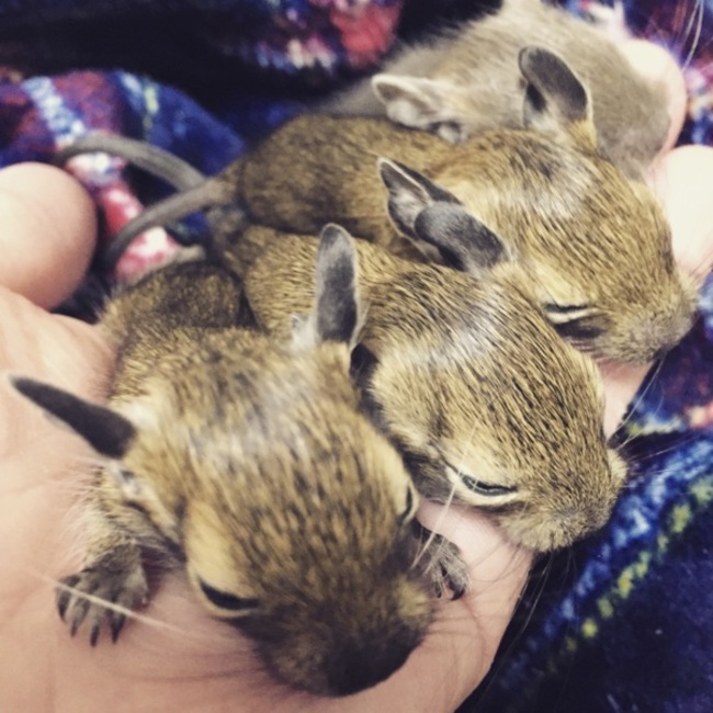 セージ＋のカバー写真